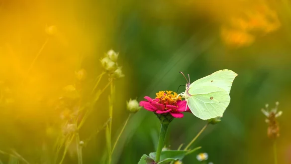 Der Zitronenfalter geh&ouml;rt zu den ersten Schmetterlingen im Jahr, die sich zeigen. - &copy; Felix K&auml;stle/dpa
