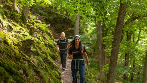 Unterwegs auf dem Urwaldsteig am Edersee: An vielen Stellen f&uuml;hrt der Weg durch urspr&uuml;ngliche Natur. - &copy; Markus Balkow/Edersee Marketing GmbH/dpa-tmn