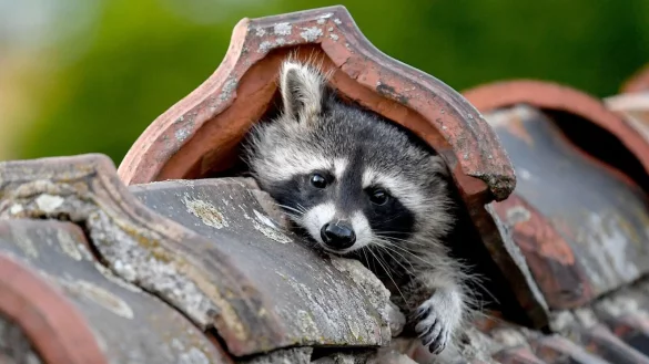 Unerw&uuml;nschter Nachbar: Die steigende Pr&auml;senz von Waschb&auml;ren in Wohngebieten sorgt zunehmend f&uuml;r Unmut bei Anwohnern. - &copy; Britta Pedersen/dpa-Zentralbild/dpa