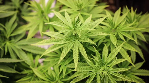 Seit dem 1. April ist der Besitz, private Anbau und Konsum von Cannabis unter Einhaltung bestimmter Regeln in Deutschland erlaubt. - &copy; Christian Charisius/dpa