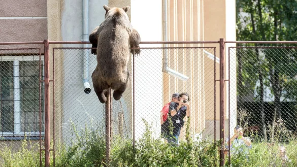 Putzig, aber auch gef&auml;hrlich: Braunb&auml;ren in Rum&auml;nien. Nun ist es wieder zu einem t&ouml;dlichen Zwischenfall gekommen. - &copy; Nandor Veres/MTI/dpa