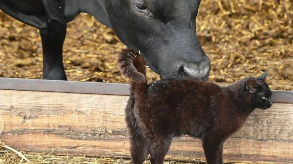 In den USA grassiert bei Milchk&uuml;hen die Vogelgrippe - nun wurden die Viren bei Katzen in Farmen nachgewiesen. (Symbolbild) - &copy; Patrick Pleul/dpa-Zentralbild/ZB