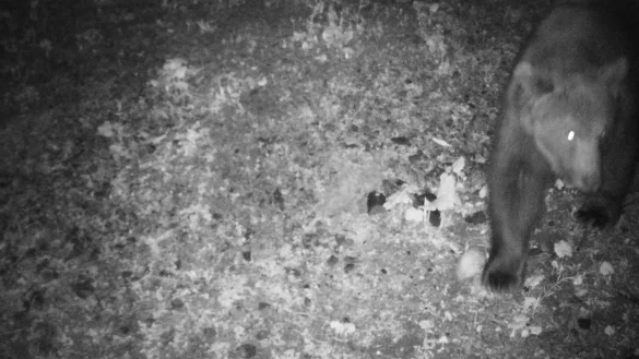 Eine Wildkamera f&auml;ngt ein, wie ein Braunb&auml;r nachts durch das deutsch-&ouml;sterreichische Grenzgebiet tapst. - &copy; Reviermanagement/dpa