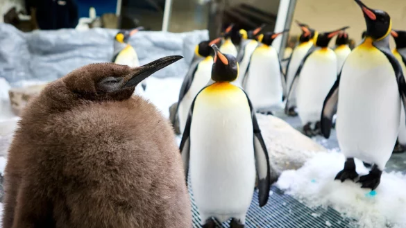 Mehr als 22 Kilo bringt Pesto bereits auf die Waage. - © Uncredited/SEA LIFE Melbourne/AP/dpa