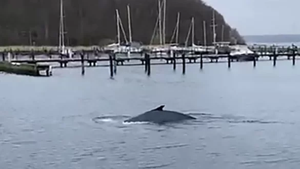 Vor einigen Tagen ist in der Flensburger F&ouml;rde ein Buckelwal gesichtet worden. - &copy; Jan Philip Leon/dpa