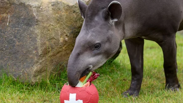 Tapir Theo frisst in seinem Gehege im Allwetterzoo das Gem&uuml;se aus dem Ball der Schweiz. - &copy; Christoph Reichwein/dpa