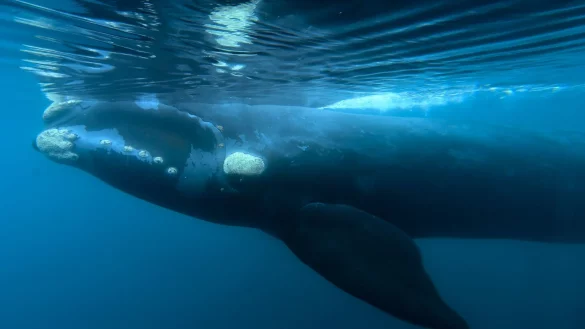 Indigene V&ouml;lker im S&uuml;dpazifik haben eine besondere Verbindung zu Walen. - &copy; Maxi Jonas/AP/dpa