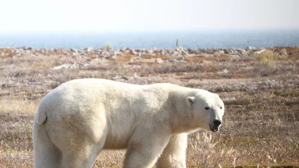 Ein Eisb&auml;r (Ursus maritimus) in der westlichen Hudson Bay Region im nord&ouml;stlichen Teil Kanadas. - &copy; David McGeachy/Springer Nature/dpa