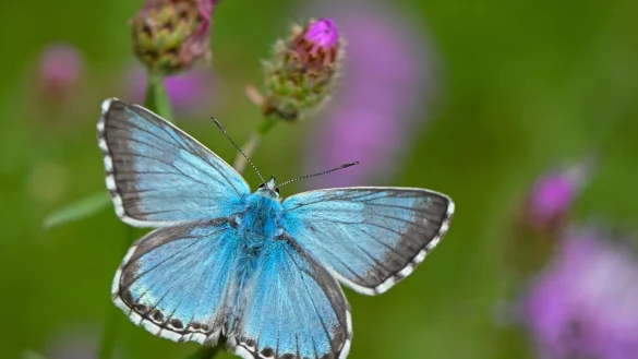 Was f&uuml;r ein sch&ouml;ner Schmetterling! Aber welche Art ist es? Die Antwort: sehr wahrscheinlich ein Faulbaum-Bl&auml;uling. - &copy; Patrick Pleul/dpa/dpa-tmn