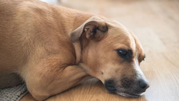 Erwirbt jemand ein Haustier, das sich hinterher als krank erweist, kann er sich auf die gesetzliche Gew&auml;hrleistung berufen. - &copy; Robert G&uuml;nther/dpa-tmn/dpa