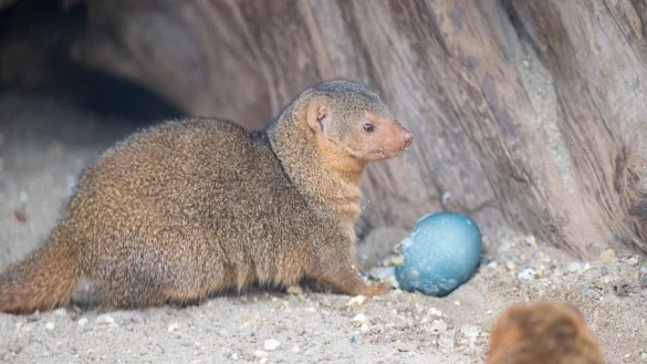 Eine Zwergmanguste l&auml;sst sich im Gelsenkirchener Zoo ein Osterei schmecken. - &copy; Benjamin Westhoff/dpa