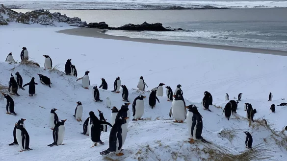 Bisher seien mehr als 200 K&uuml;ken und einige ausgewachsene Tiere tot gefunden worden. - &copy; Benedikt von Imhoff/dpa