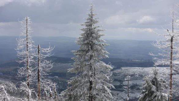 Im Mittelgebirge ist mit viel Neuschnee zu rechnen. - &copy; Matthias Bein/dpa