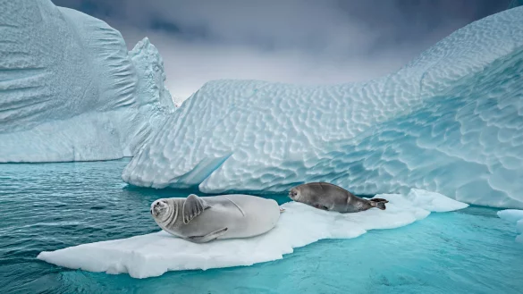 Forschern zufolge ist der Vogelgrippe-Erreger bei See-Elefanten und Seeb&auml;ren festgestellt worden. - &copy; Cristina Mittermeier/-/dpa