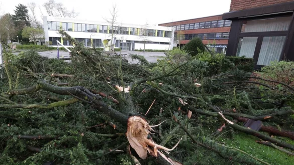 Umgest&uuml;rzte B&auml;ume auf dem Gel&auml;nde eines Gymnasiums in Korschenbroich bei M&ouml;nchengladbach. - &copy; David Young/dpa