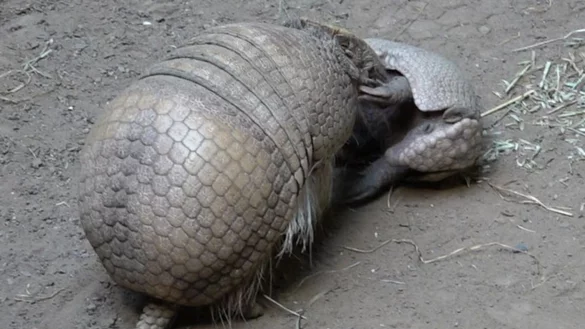 Ein weibliches, s&uuml;dliches Kugelg&uuml;rteltier steht in seinem Gehege im K&ouml;lner Zoo bei seinem Jungtier. - &copy; Sascha Thelen/dpa
