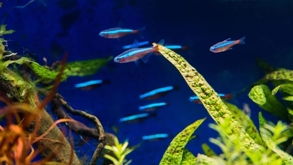 Kleine Fische im kleinen Becken - das muss doch gehen? Nein, sogenannte Nanoaquarien sind in der Regel kein artgerechtes Zuhause f&uuml;r sie. - &copy; Andrea Warnecke/dpa-tmn