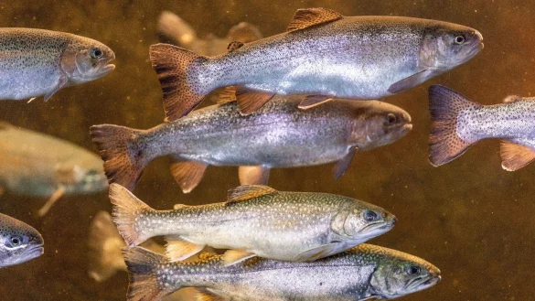 Regenbogenforellen schwimmen in einem Aquarium. - &copy; Jens B&uuml;ttner/dpa