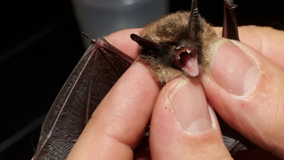 Bei der &laquo;Batnight&raquo; am 24. August dreht sich alles um die Fledermaus. (Archivbild) - &copy; Thomas Frey/dpa