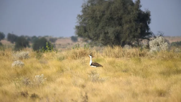 Seltenheit: Laut WWF gibt es nur noch rund 200 Hindutrappen. - &copy; Radheyshyam Bishnoi/ERDS Foundation/dpa