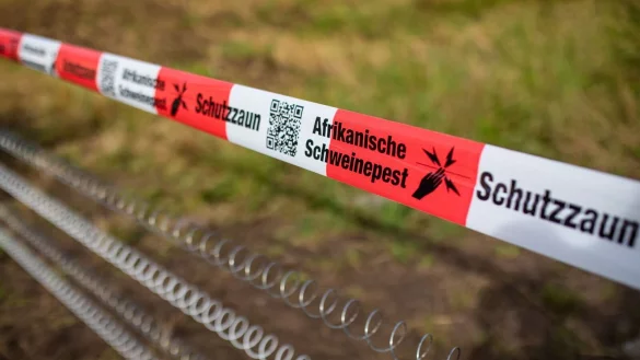 Schutzz&auml;une sollen gegen die Afrikanische Schweinepest helfen (Archivfoto). - &copy; Christoph Schmidt/dpa