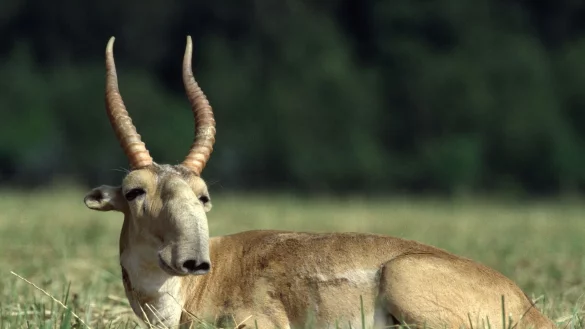 Die Ma&szlig;nahmen zum Schutz der Saiga-Antilope in Zentralasien haben gut gegriffen. - &copy; Rotislav Stach/Bundesamt f&uuml;r Naturschutz/dpa