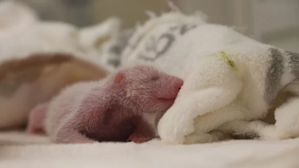 Die Panda-Zwillinge haben ein paar Gramm zugenommen. - &copy; ---/Zoo Berlin/dpa