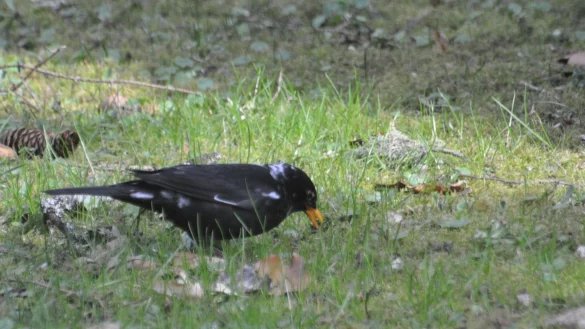 Hier ist ein sogenannter &laquo;Amsel-Wei&szlig;ling&raquo;, eine Amsel mit wei&szlig;en Flecken, zu sehen. Farbanomalien kommen weltweit und bei vielen Vogelarten vor, vor allem die schwarz gef&auml;rbten Arten fallen auf. - &copy; Stefan Bosch/NABU-Landesverband Baden-W&uuml;rttemberg /dpa