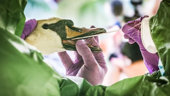 Eine Veteren&auml;rin entnimmt einem Schwan eine Probe aus dem Mundraum bei einer Tierseuchen&uuml;bung. - &copy; Christoph Reichwein/dpa