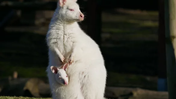 Das wei&szlig;e Bennett-K&auml;nguru mit seiner Mutter namens Fl&ouml;ckchen, ebenfalls ein Albino. - &copy; -/Zoo Hoyerswerda/dpa
