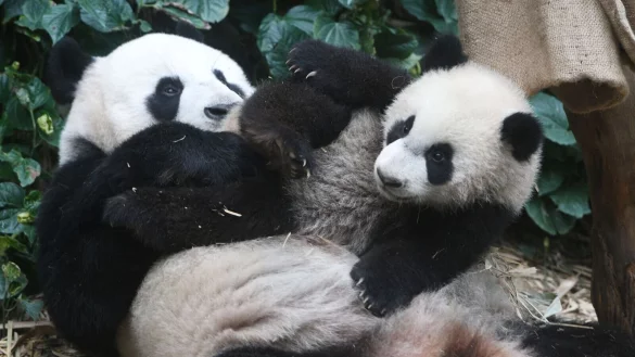 Die Pandas &laquo;Le Le&raquo; und &laquo;Jia Jia&raquo; im River Wonders Wildpark in Singapur. - &copy; Then Chih Wey/XinHua/dpa