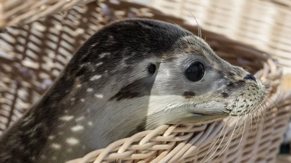 Die Seehundstation Norddeich hat auf Juist die ersten Heuler ausgewildert. Hier der junge Seehund Odin. - &copy; Focke Strangmann/dpa
