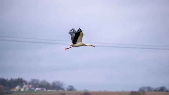 Ein Storch fliegt an einer Stromleitung vorbei. - &copy; Pia Bayer/dpa