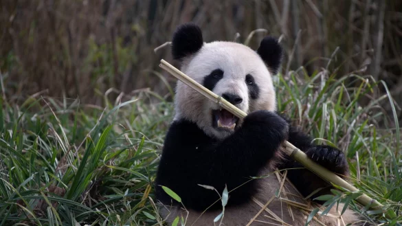 2019 brachte Meng Meng die Zwillinge Pit und Paule zur Welt. (Archivbild) - &copy; Paul Zinken/dpa