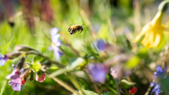 Auf einer nat&uuml;rlichen Blumenwiese von der Fl&auml;che eines Basketballfelds k&ouml;nnen etwa 60.000 Insekten leben. - &copy; Frank Rumpenhorst/dpa