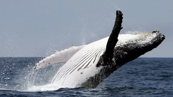 Wale aus Netzen zu retten, kann in Australien teuer werden. - &copy; Jose Jacome/epa efe/dpa