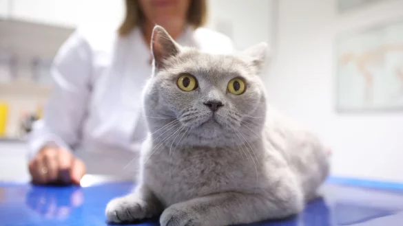 Leidet meine Katze an Diabetes? Der Tierarzt kann das durch eine Blut- und eine Urinuntersuchung feststellen. - © Karolin Krämer/dpa-tmn