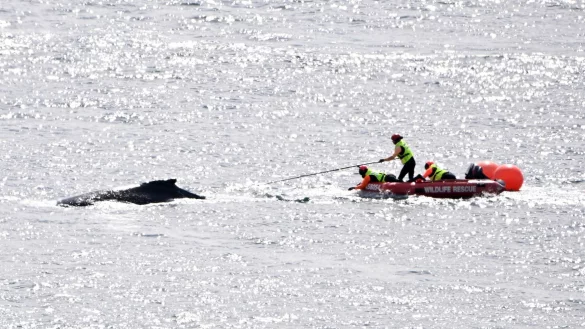 Die Rettungskräfte in Aktion: Im Hafen von Sydney konnte ein in Seilen und Bojen verhedderter Buckelwal befreit werden. - © Dan Himbrechts/AAP Image/AP