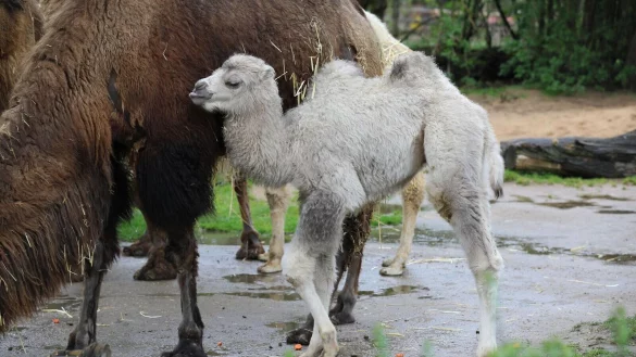 Trampeltier &laquo;Omar&raquo; steht mit dem Muttertier im Gehege. - &copy; Sascha Thelen/dpa