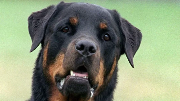 Drei Rottweiler haben in Italien einen Jogger zu Tode gebissen (Symbolbild). - &copy; Bernd Thissen/dpa