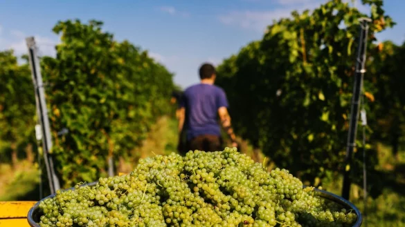 Ganz ohne Pflanzenschutz kommen PIWI-Reben nicht aus. Zwei- bis dreimal m&uuml;ssen sie pro Jahr gespritzt werden, sonst verlieren sie ihre Resistenz. - &copy; Philipp von Ditfurth/dpa