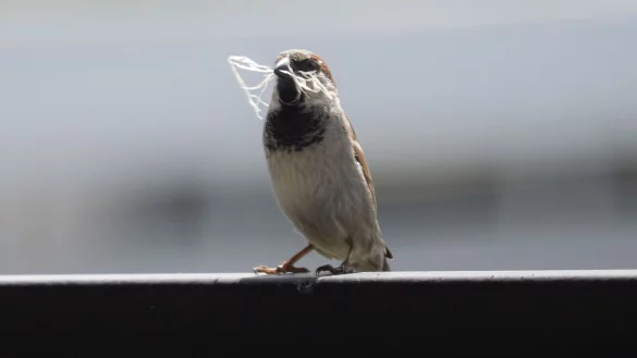 In manchen St&auml;dten ist der Spatz auf dem R&uuml;ckzug. - &copy; Soeren Stache/dpa-Zentralbild/dpa