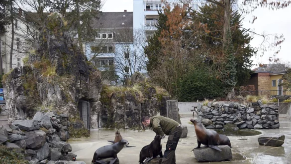 Seel&ouml;wen sitzen im K&ouml;lner Zoo in ihrem Gehege, im Hintergrund stehen Wohnh&auml;user. - &copy; Henning Kaiser/dpa/Archivbild