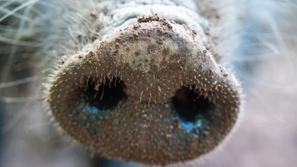 Das Fleisch von Wilschweinen ist im Gegensatz zur Leber unbedenklich. (Symbolbild) - &copy; Lino Mirgeler/dpa