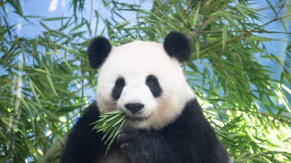 Sie ist tr&auml;chtig: Pandaweibchen Meng Meng ist mit Zwillingen schwanger. - &copy; Sebastian Gollnow/dpa