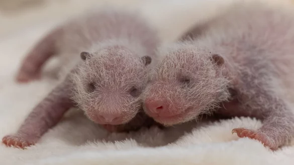 Die Panda-Zwillinge im Berliner Zoo sind Weibchen. - &copy; -/Zoo Berlin/dpa