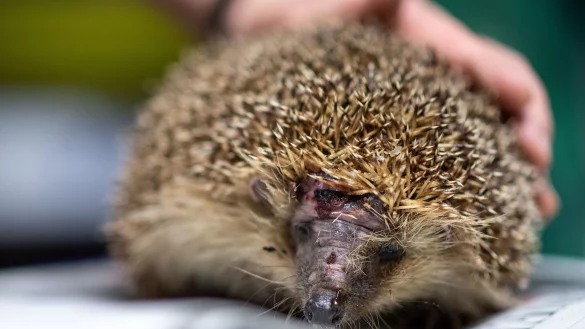 Ein Igel mit einer Kopfverletzung sitzt auf einer Zeitung. Das NRW-Landwirtschaftsministerium warnt vor der Gefahr durch M&auml;hroboter. - &copy; Marius Becker/dpa