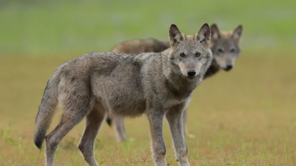 Zwei Wolfswelpen stehen auf einem Feld. - &copy; Torsten Beuster/-/dpa/Symbolbild