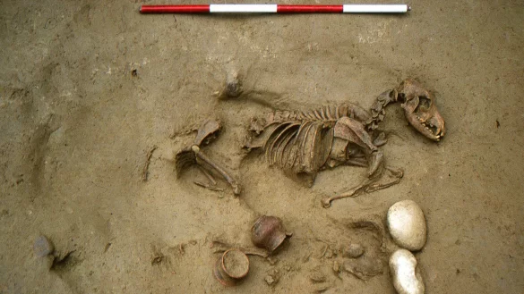 Dieses von den Oberaufsichtsbeh&ouml;rden f&uuml;r Arch&auml;ologie, Bildende Kunst und Landschaft (SABAP-VR) zur Verf&uuml;gung gestellte Foto zeigt Grab Nummer 19 mit einer gemeinsamen Bestattung eines Hundes und eines menschlichen perinatalen Skeletts. - &copy; S.R.Thompson/Oberaufsichtsbeh&ouml;rden f&uuml;r Arch&auml;ologie, Bildende Kunst und Landschaft SABAP-VR/dpa