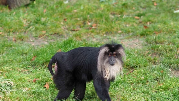 Das 15 Jahre alte Bartaffenweibchen Ruma ist gestohlen worden. - &copy; Zoo Leipzig/dpa